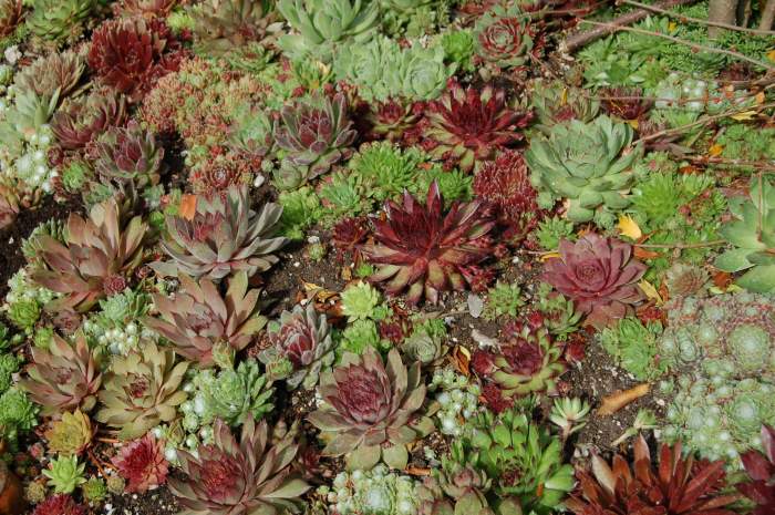 Sempervivum Dachwurz Hauswurz